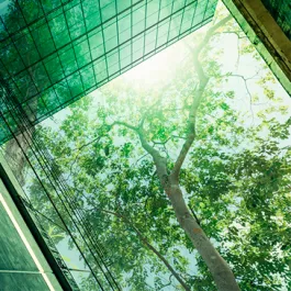 Árvore vista de baixo em meio a estruturas de um prédio